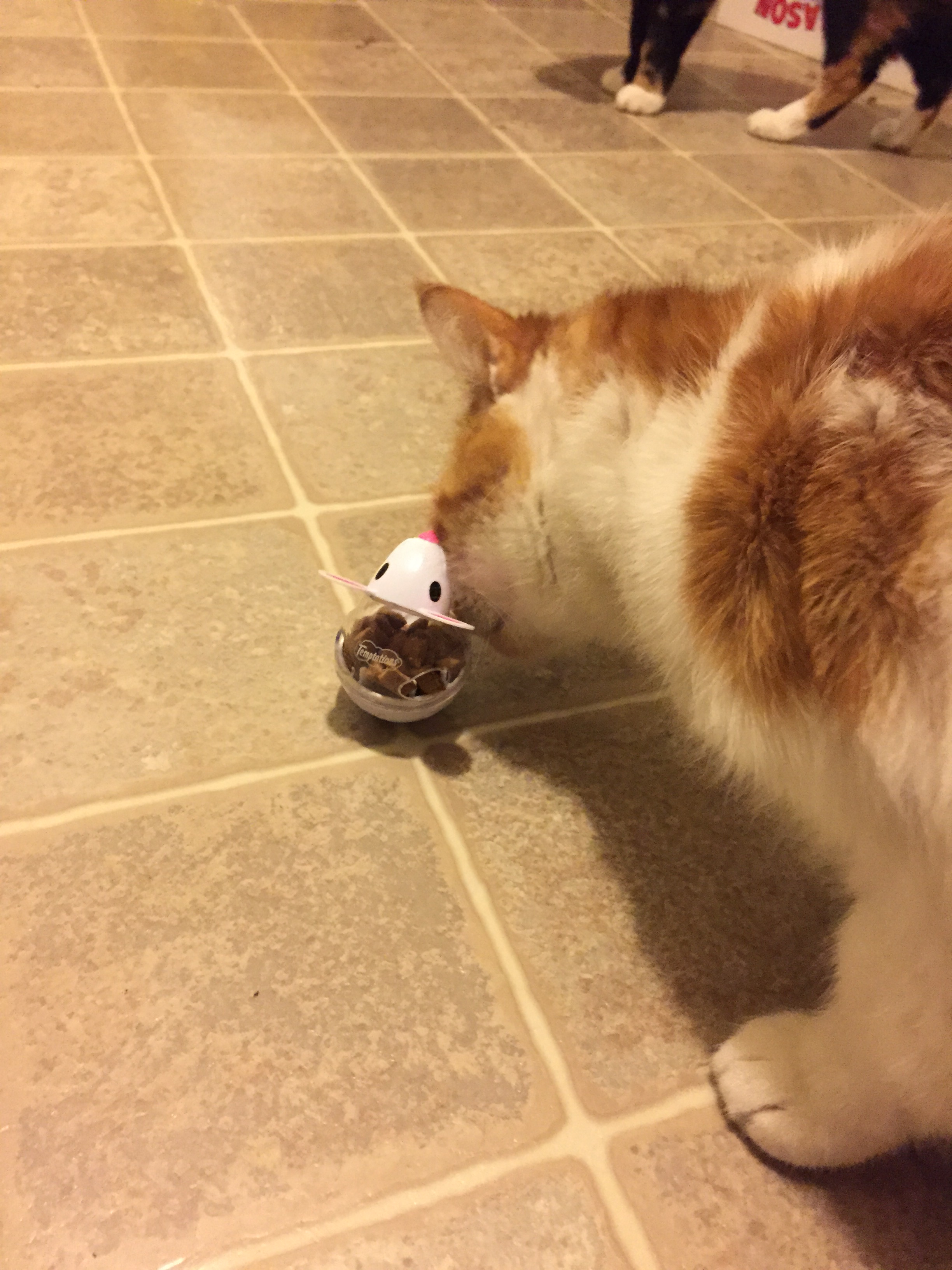 Owen checkin out the treat toy!