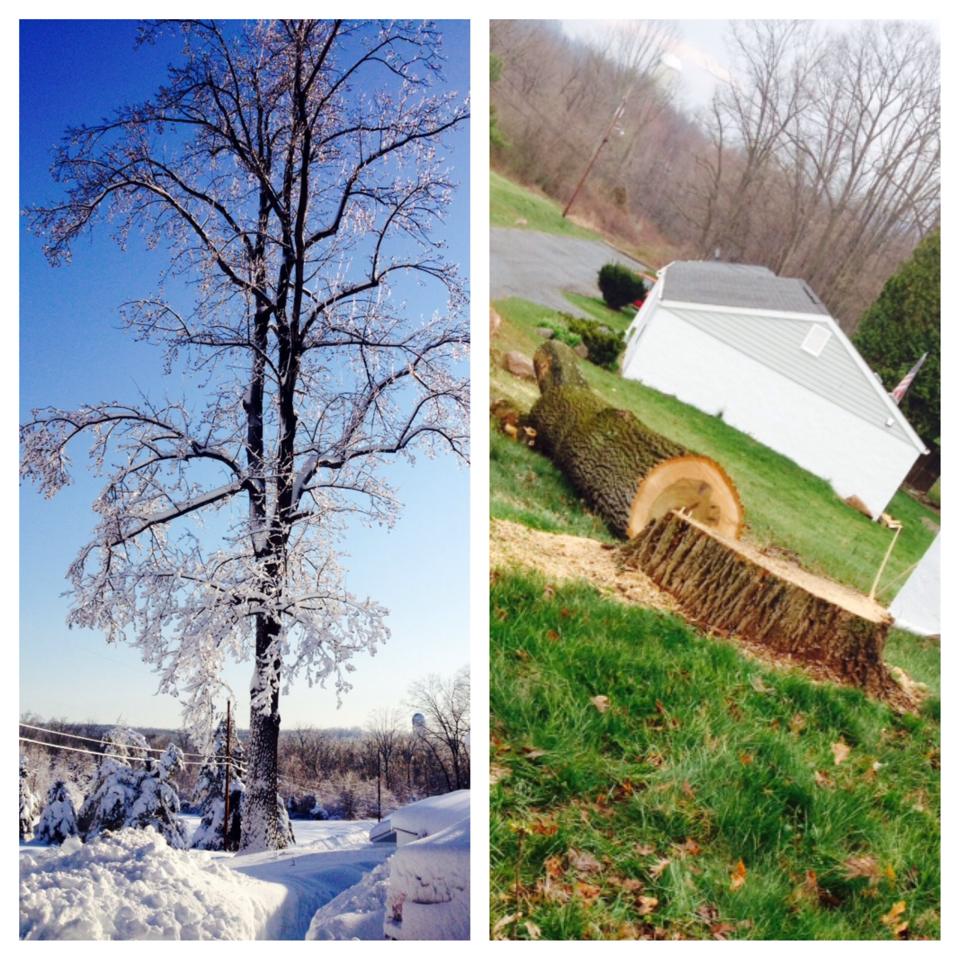 Leave it to my landlord to cut down a tree on Earth Day